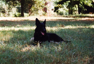 Pando vom Berg am Ort