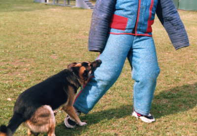 Schutzdienst mit Tom