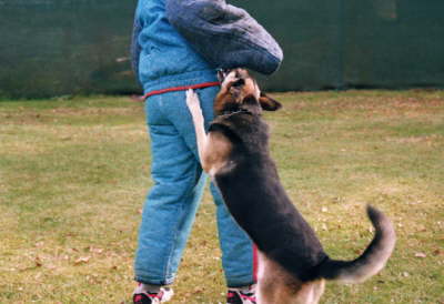 Schutzdienst mit Tom