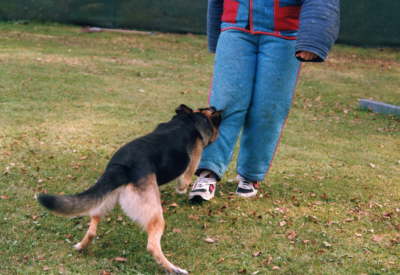 Schutzdienst mit Tom