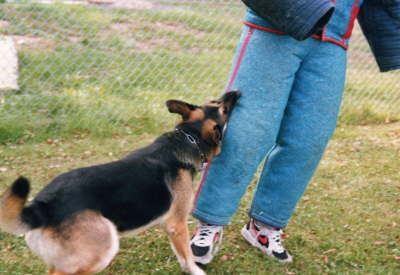 Schutzdienst mit Tom