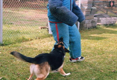 Schutzdienst mit Tom